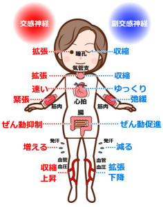 自律神経画像