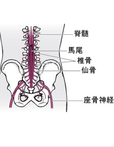 神経の図